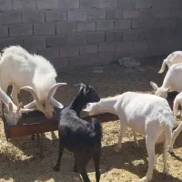 بزسانن‌آبستن|حیوانات مزرعه|فریمان, |دیوار