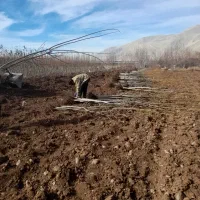 نهال تظمینی اسرایلی|خدمات باغبانی و درختکاری|همدان, |دیوار