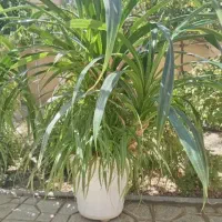 یک گلدان گل اشک ملکه