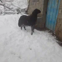 مصطفی لو|حیوانات مزرعه|مینودشت, |دیوار