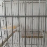 قناری سالم و سرحال|پرنده|خوی, |دیوار