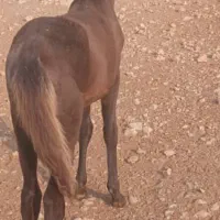 یک کره اسب هشت ماه نرین کاملا سالم