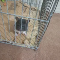 همستردو عدد یکی300|موش و خرگوش|سیرجان, |دیوار