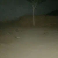 کود حیوانی