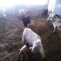 بز و بزغاله مال داشت