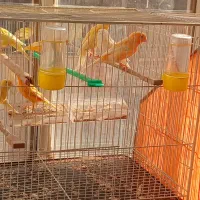 قناری هم نر و هم ماده