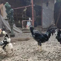 گلین مولد اصیل استثنایی ،تخمگذار|حیوانات مزرعه|رامیان, |دیوار