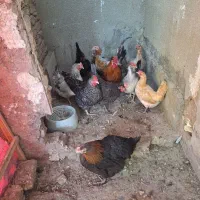 مرغ وخروس|حیوانات مزرعه|یزد, |دیوار