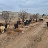 بز و بزغاله|حیوانات مزرعه|نجف‌آباد, حومه نجف آباد|دیوار