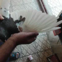 با سلام یک جف شهری گل زرد|پرنده|شیراز, کوزه گری|دیوار