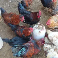 سلام تعداد30عددخروس جوان