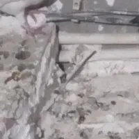 کبوتر گم شده دم سیاه پلاکی