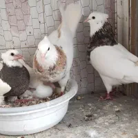 طوقی و جوجه|پرنده|شیراز, حافظیه|دیوار