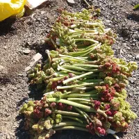 فروش ریواس درجه یک