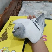 کبوتر پلاکی ذات دار|پرنده|بافق, |دیوار