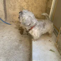 سگ پشمالو جوان|سگ|بوشهر, |دیوار