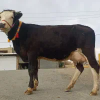 گاو شکم اول