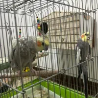 دو عدد عروس هلندی نر و ماده