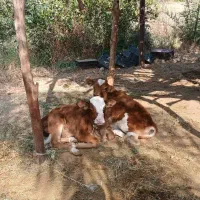 فروش گوساله جرسی نر با قیمت مناسب|حیوانات مزرعه|بندرعباس, |دیوار