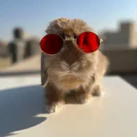 خرگوش مینی لوپ ۳ساله نر عقیم شده