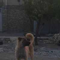 توله نر 7ماهه