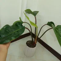 گل بلک برگ پهن