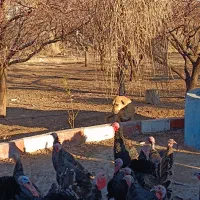 بوقلمون طبیعی نر و ماده تازه ب تخم افتادن