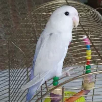 طوطی برزیلی سفید آبی  دستی