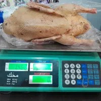 غاز اردک مرغ خروس|حیوانات مزرعه|رشت, جانبازان|دیوار