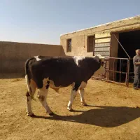 گوساله چاق سیمینتال|حیوانات مزرعه|فرمهین, |دیوار