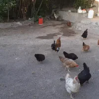 مرغ و خروس