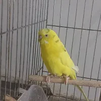 مرغ عشق سرحال