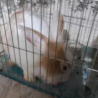 فروش یه عدد خرگوش نر