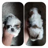 نیم وجبی ها|سگ|رشت, پسیخان|دیوار