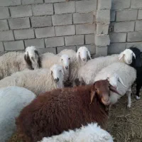 بره.بزغاله.میش چاق فروشی|حیوانات مزرعه|سده (خراسان جنوبی), |دیوار