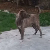 واگذاری سگ افغان