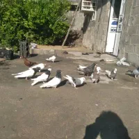 کبوتر پلاکی و رنگی