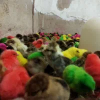 جوجه رنگی وجوجه محلی وجوجه اردک|حیوانات مزرعه|اندیمشک, |دیوار