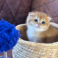 مجموعه گربه های گلد irancats
