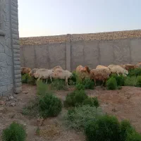 گوسفند داشتی