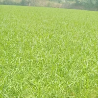 برنج فجر دارم کسی خواست