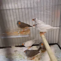 فروش کلی فنچ زبرا