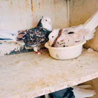 *5جفت کبوتر عتیقه درجه یک *