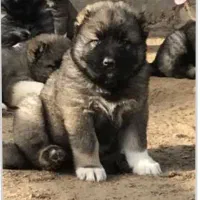 سگ قفقازی سگ ماستیف قفقازی غول پیکر