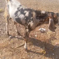 چپشت چاق مخصوص نگهداری جنس عالی