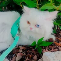 گربه پرشین ماده