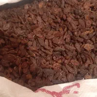 کشمش امسالی گوشتی|خوردنی و آشامیدنی|قم, شاه ابراهیم|دیوار