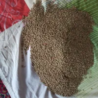 عدس تازه فروشی