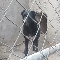 سگ سرابی