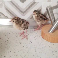 جوجه خضری